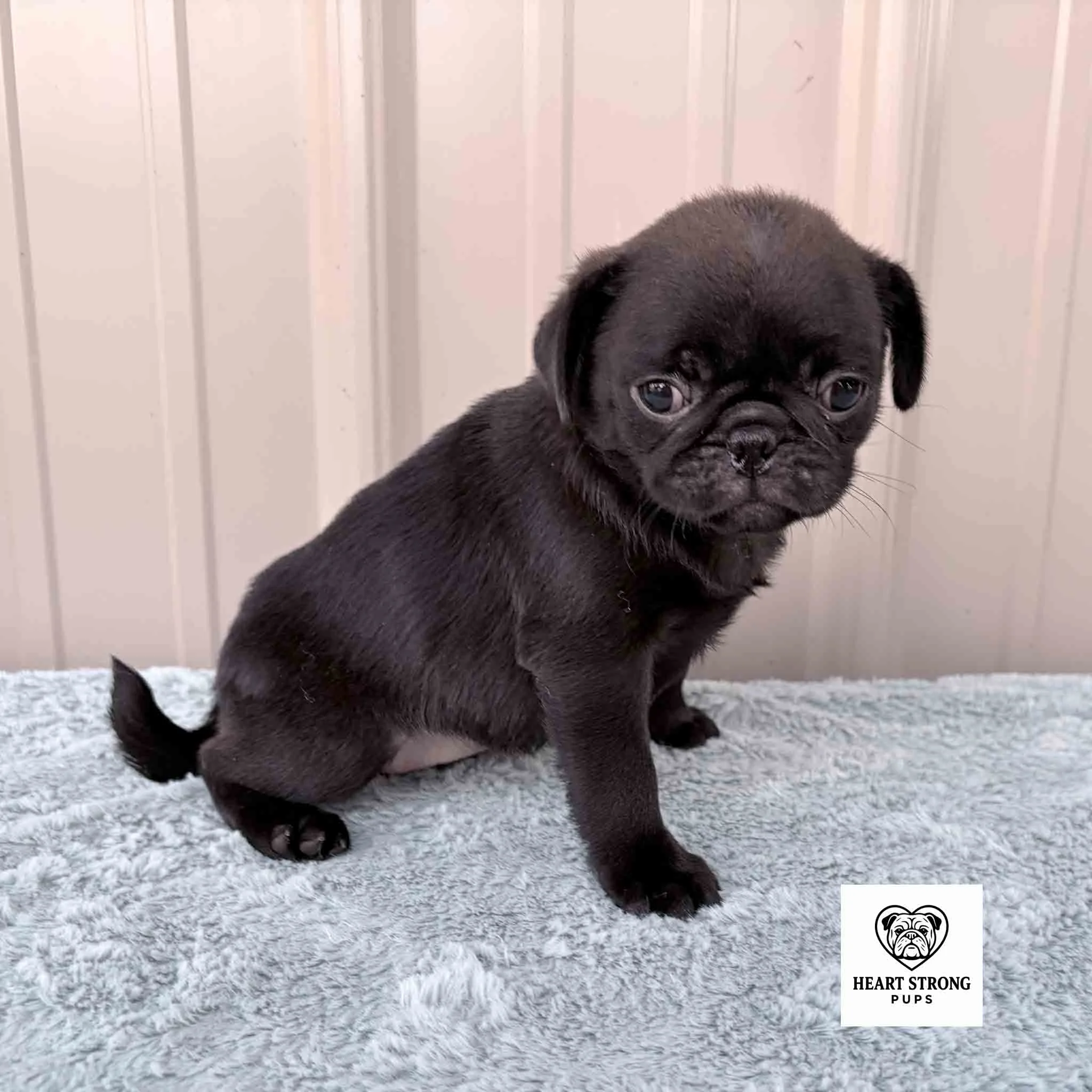 Kiwi the girl Pug with the cutest little nose.