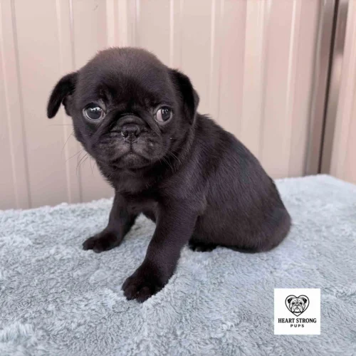 Kiwi the Pug sitting on a soft blanket with a tan background