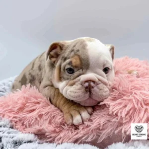 English Bulldog puppy on a fluffy pink pillow