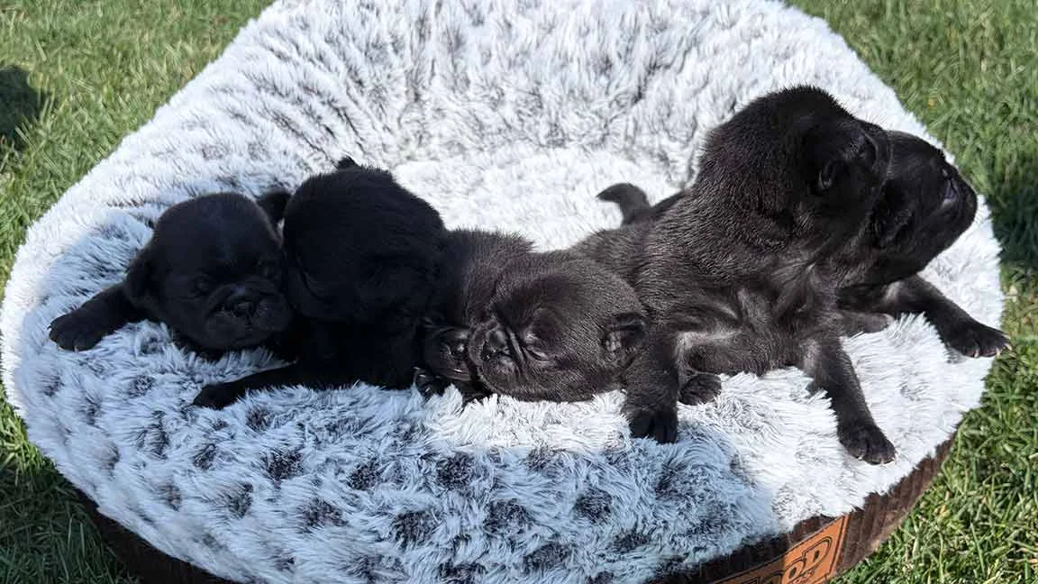Liter of black Pug puppies inside of a dog bed