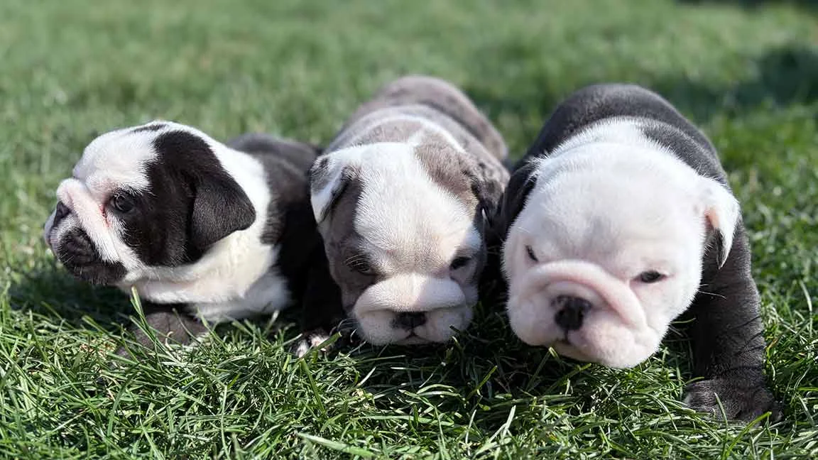English Bulldog puppies raised with positive reinforcement