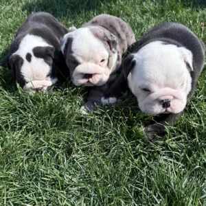 Three English Bulldogs playing in the grass after successful potty training