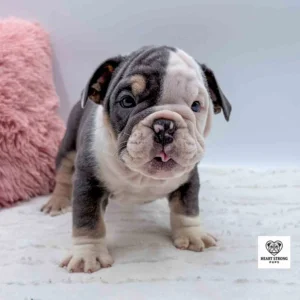 English Bulldog standing next to a fluffy pink pillow