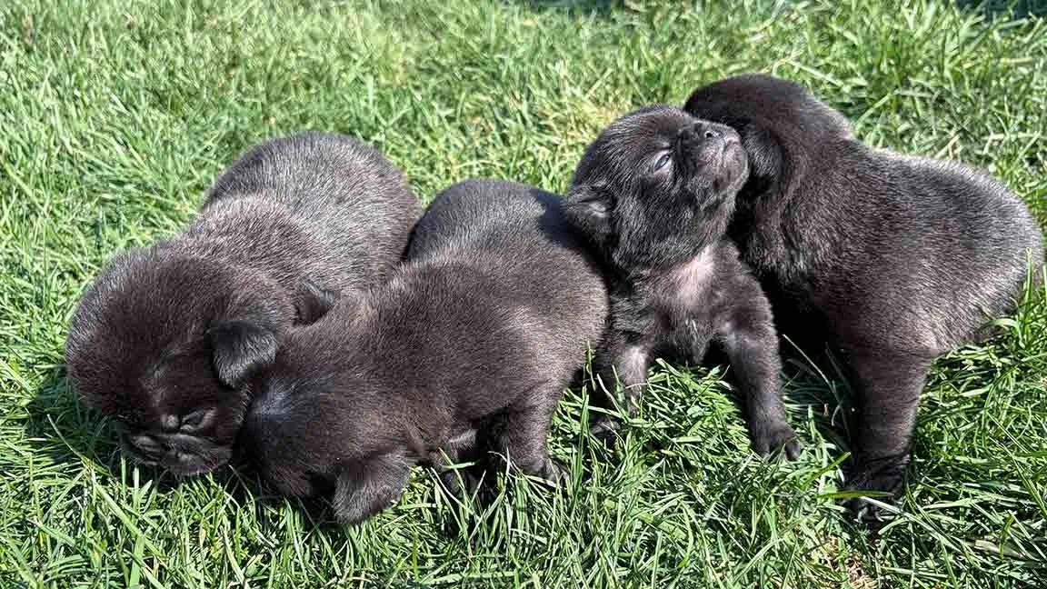 Black Pug puppies playing together in the grass