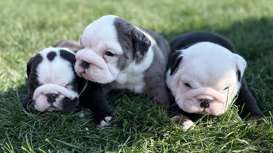 Three English Bulldogs puppies potty training in the grass