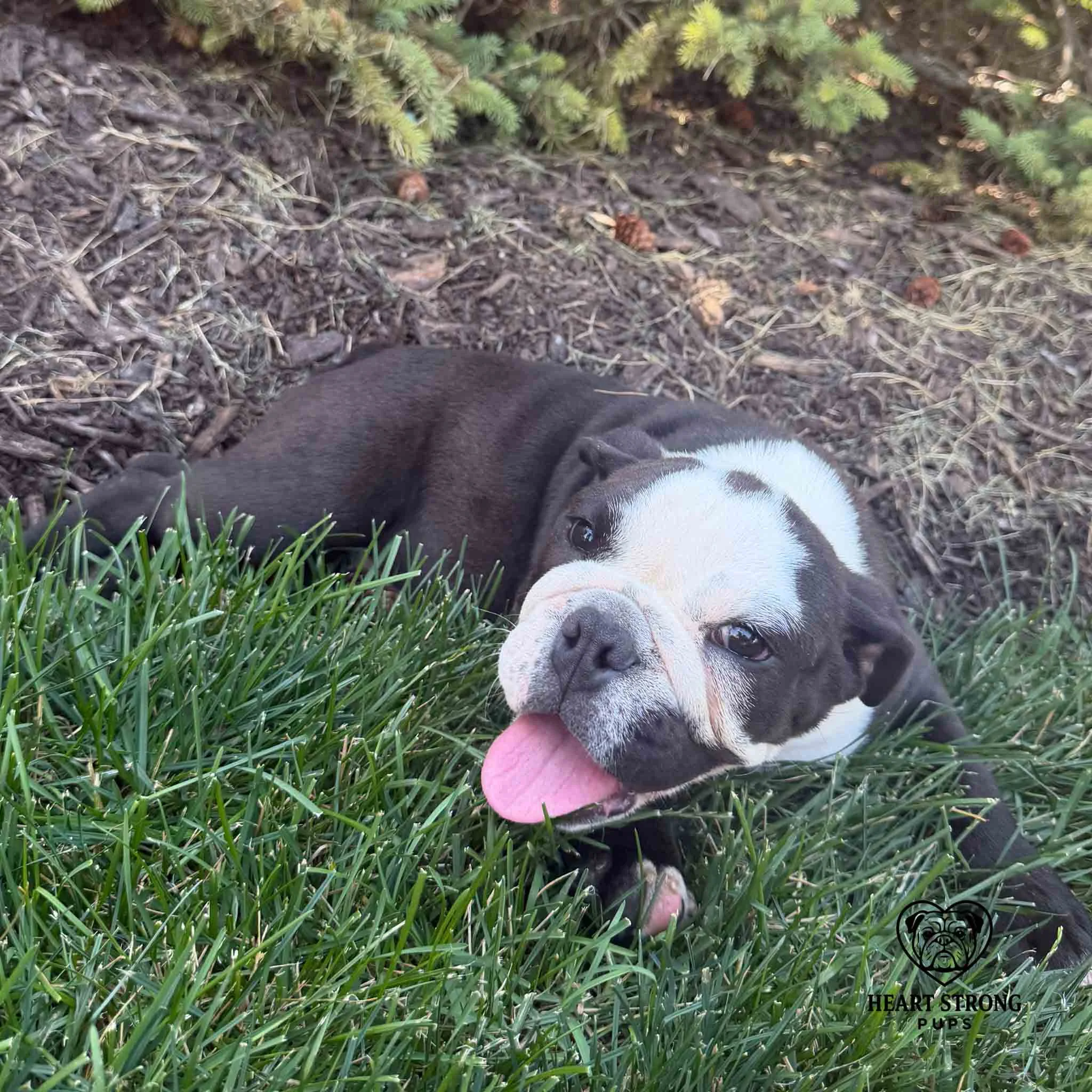 Wally laying in the soft green grass and relaxing