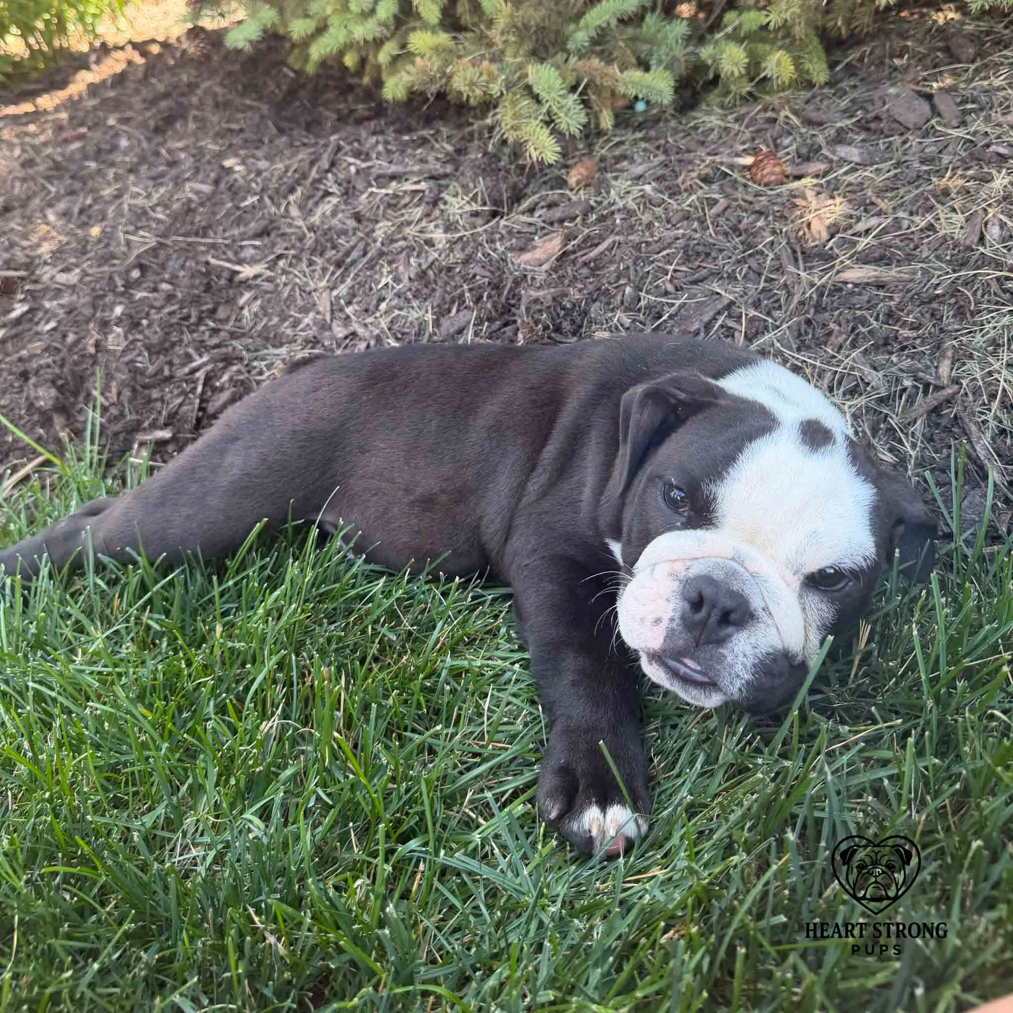 Wally getting really comfortable and ready to take a nap in the shade