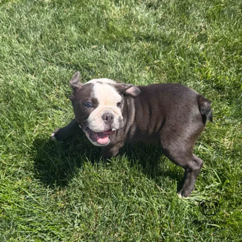 Wally the black and white English Bulldog playing in the grass.