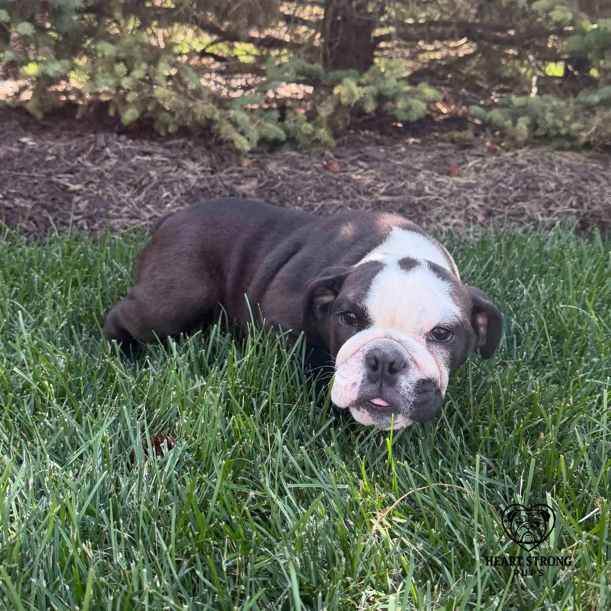 Wally English Bulldog. known for all the cuddles and lots of naps