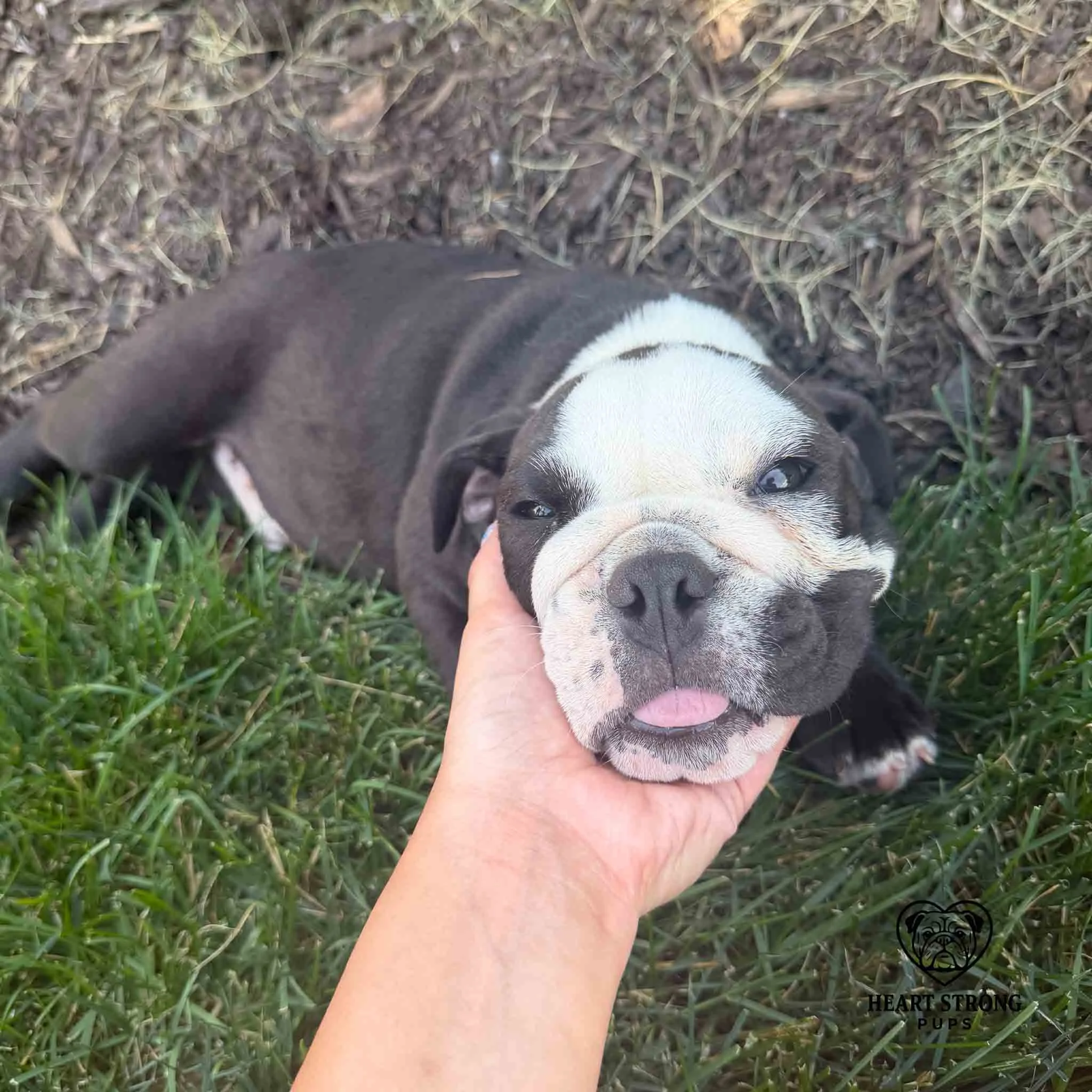 English Bulldog pup resting head in hand. Lazy day for this little guy