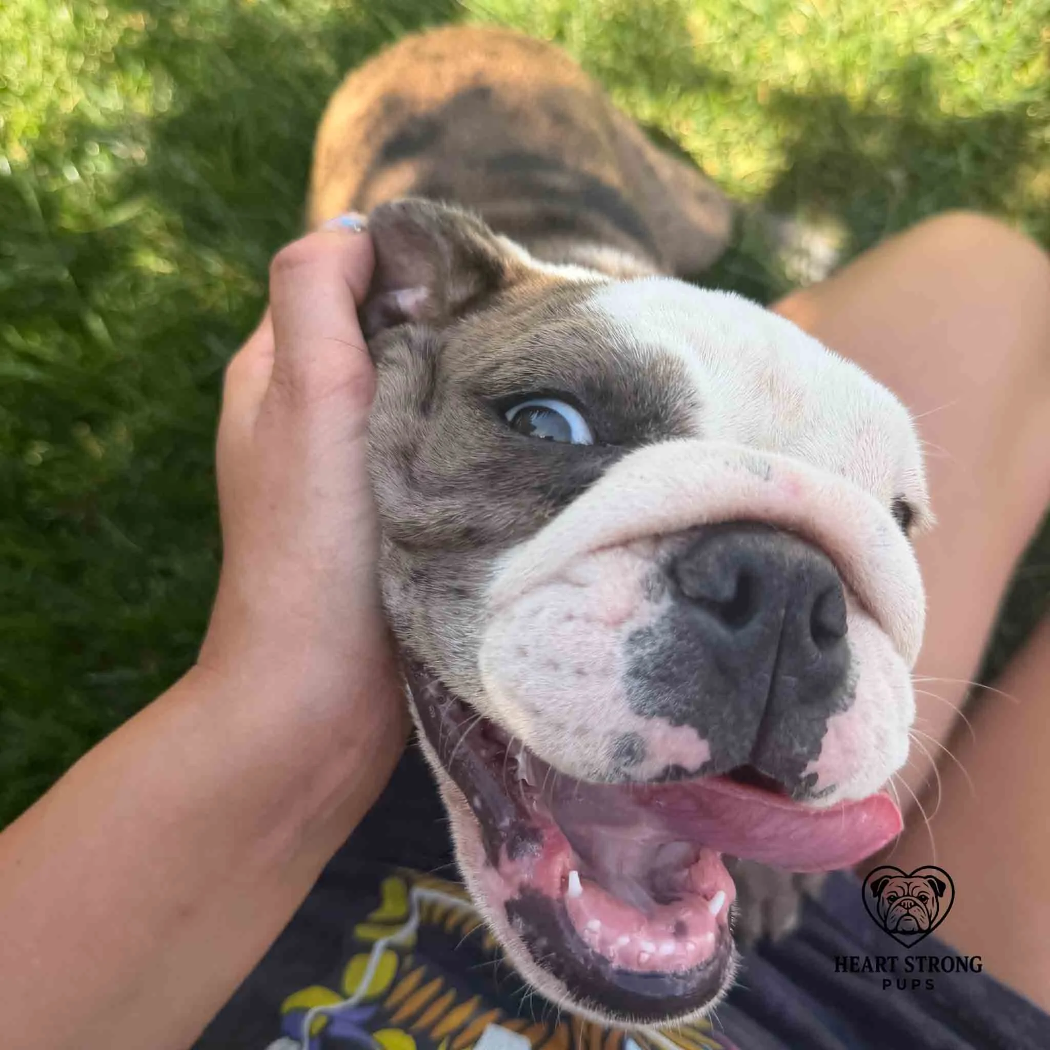 Dolly the English Bulldog puppy begging for the head scratches
