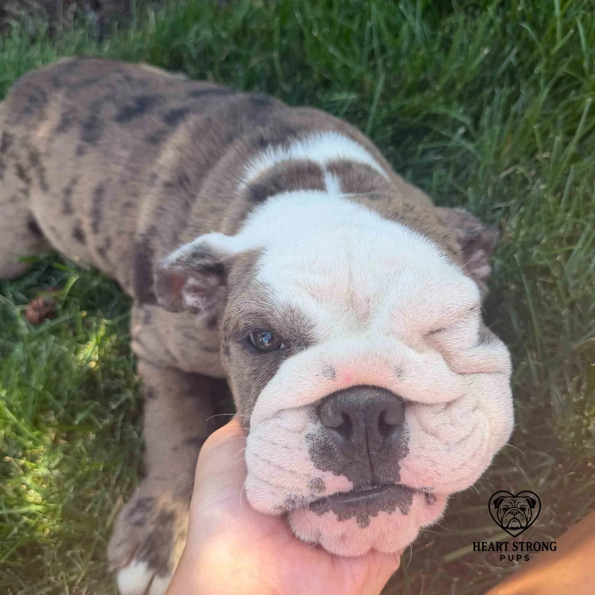 Dolly the English Bulldog giving the camera a wink
