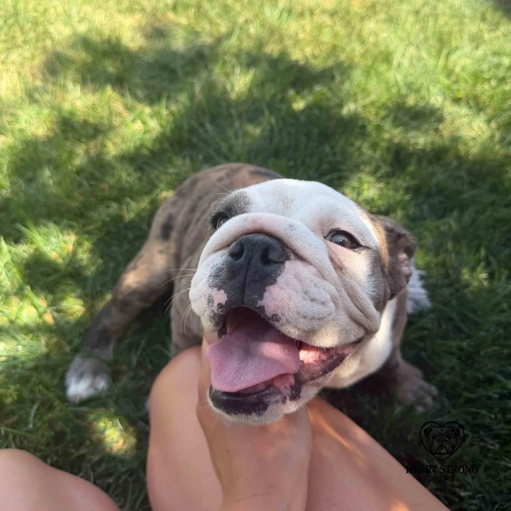 Dolly gives no one personal space. English Bulldog with Blue Merle Color