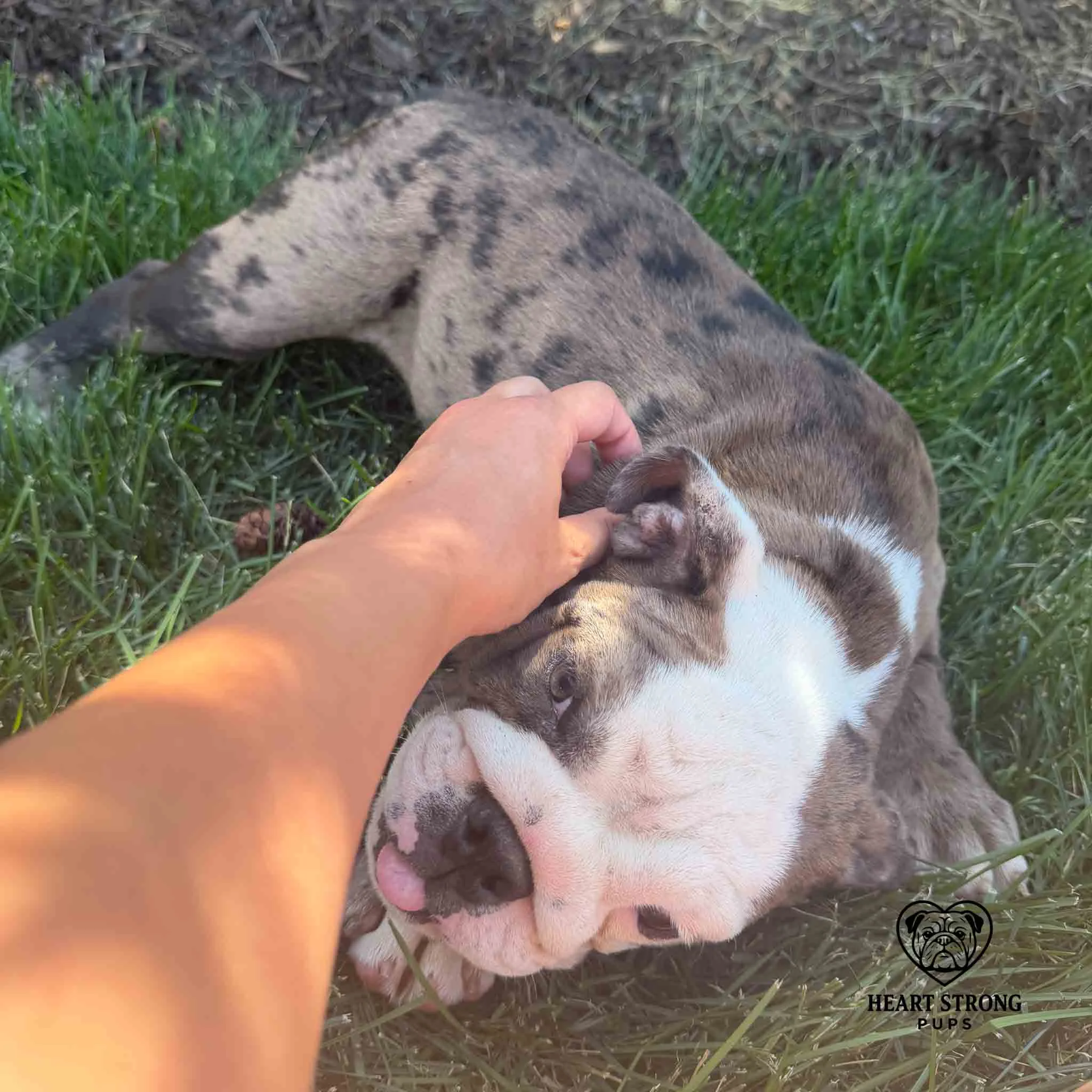 English Bulldog puppy giving the look that begs for all the little head scratches.