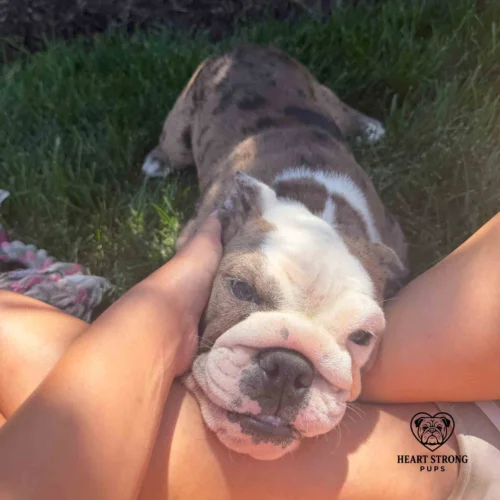 Dolly the English Bulldog. Always ready to snuggle and have all the attention.