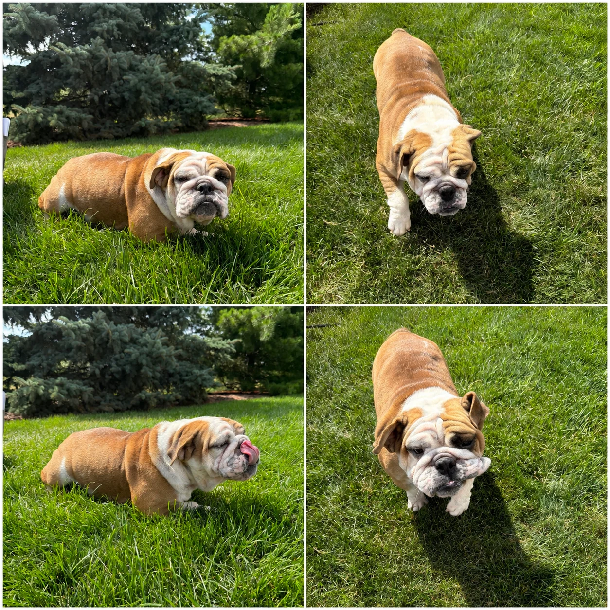 Rose – English Bulldog Fawn and white colored English Bulldog adult relaxing in grass