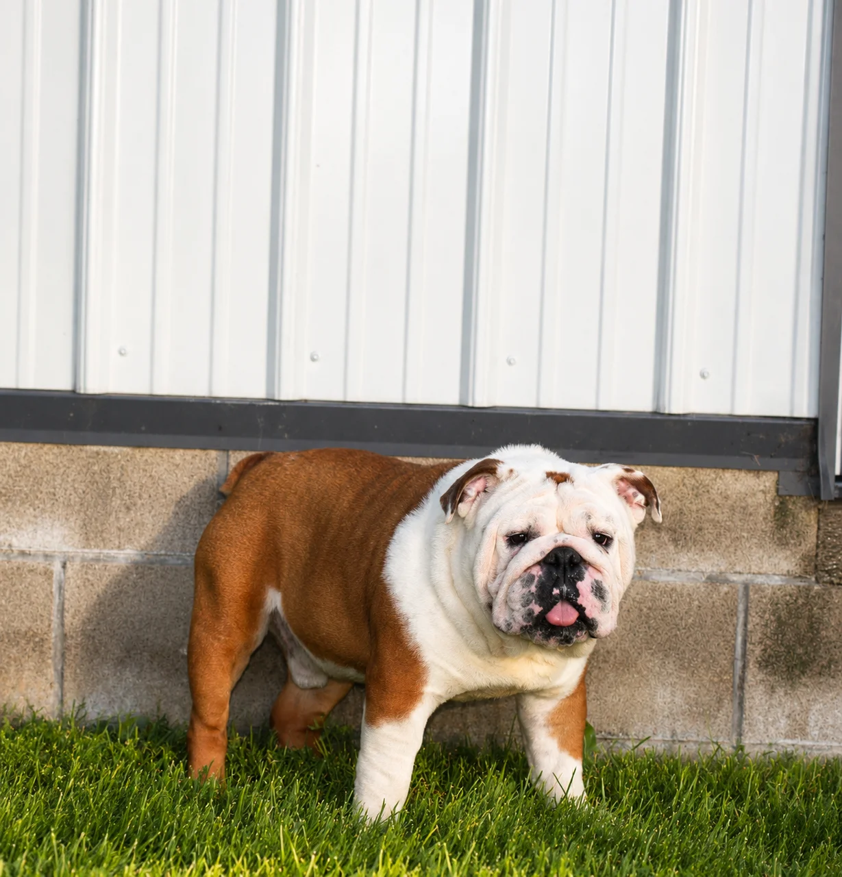 Adult English Bulldog male standing in front of building