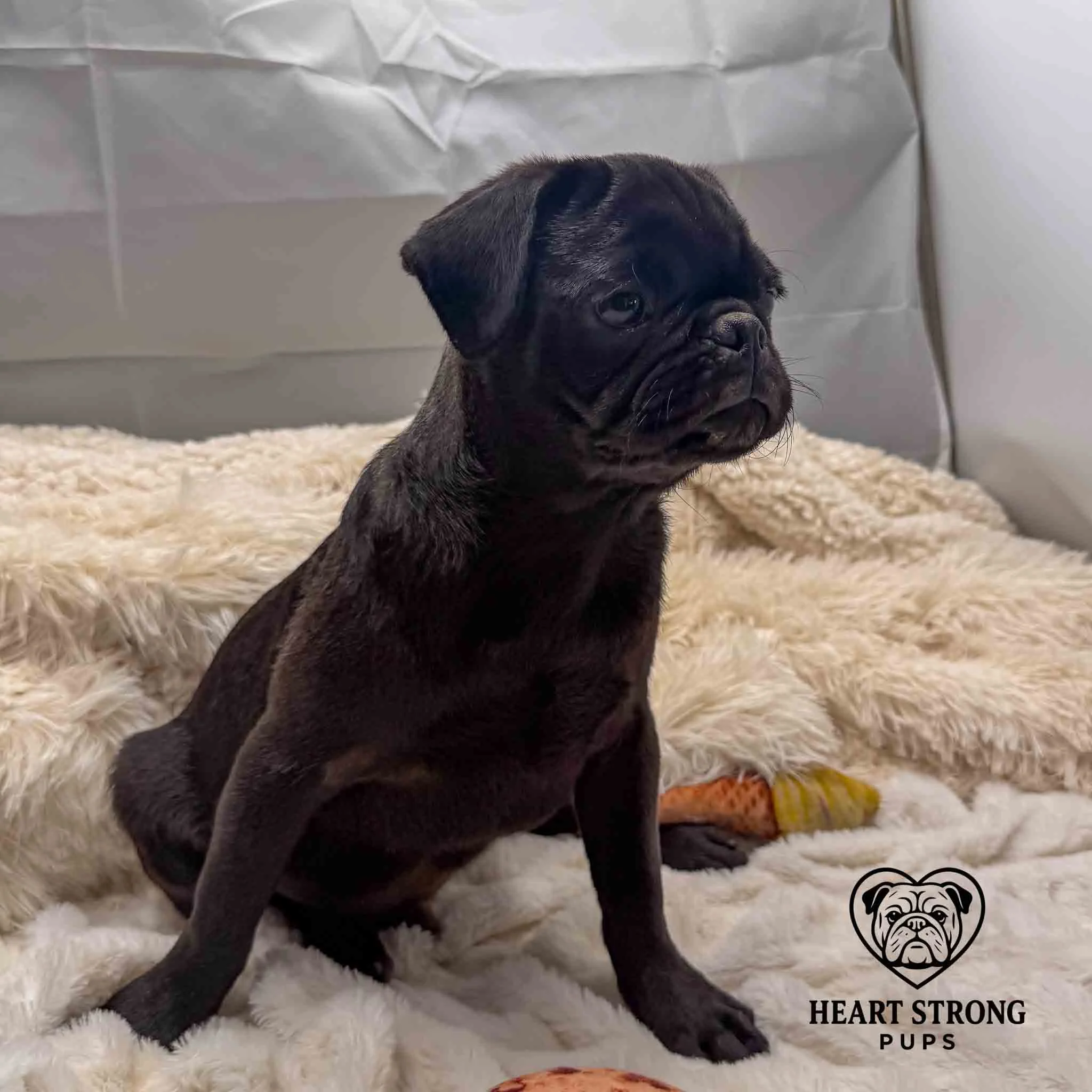Pug pup sitting on blanket