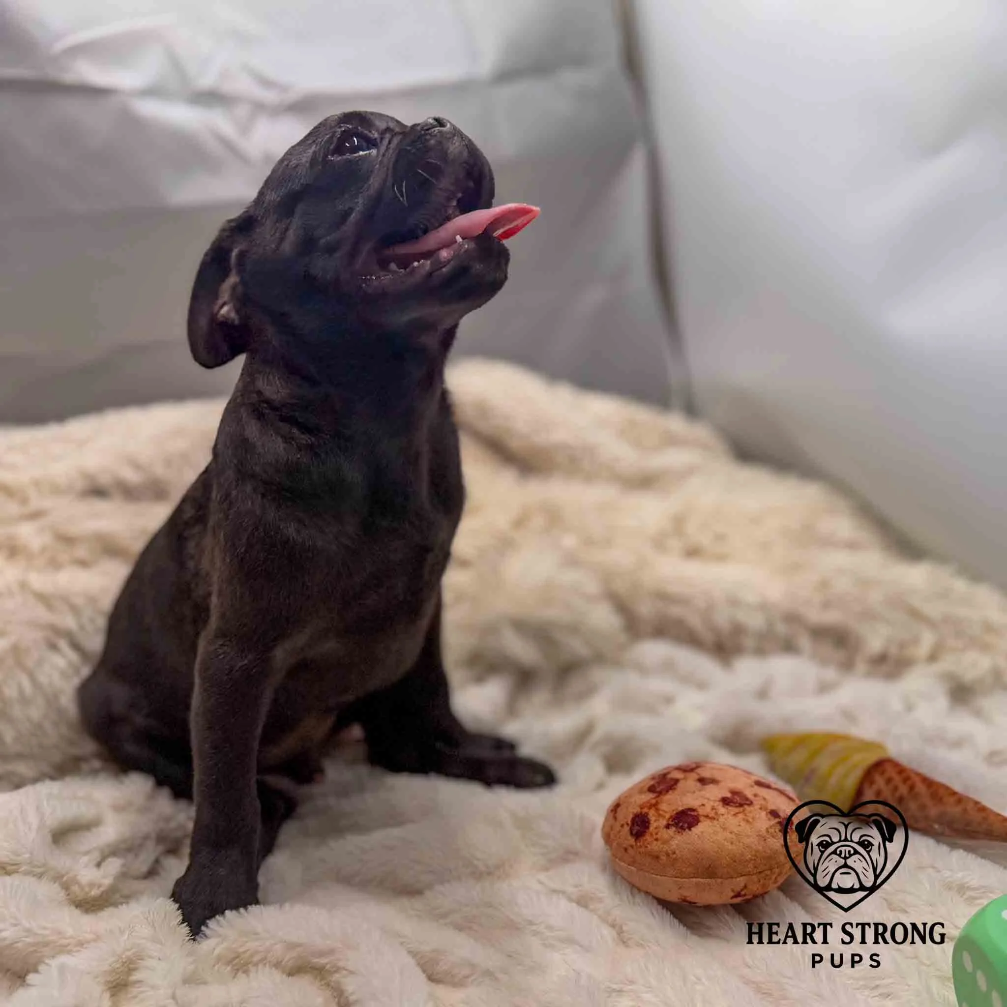 Pug pup sitting on blanket