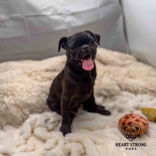 Pug pup sitting on blanket with red tongue hanging out