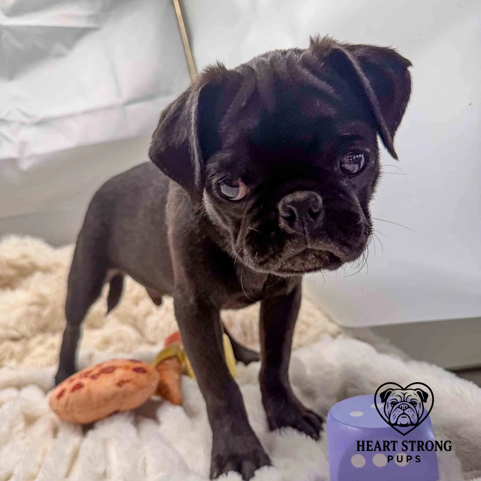 Pug pup standing on blanket with toys