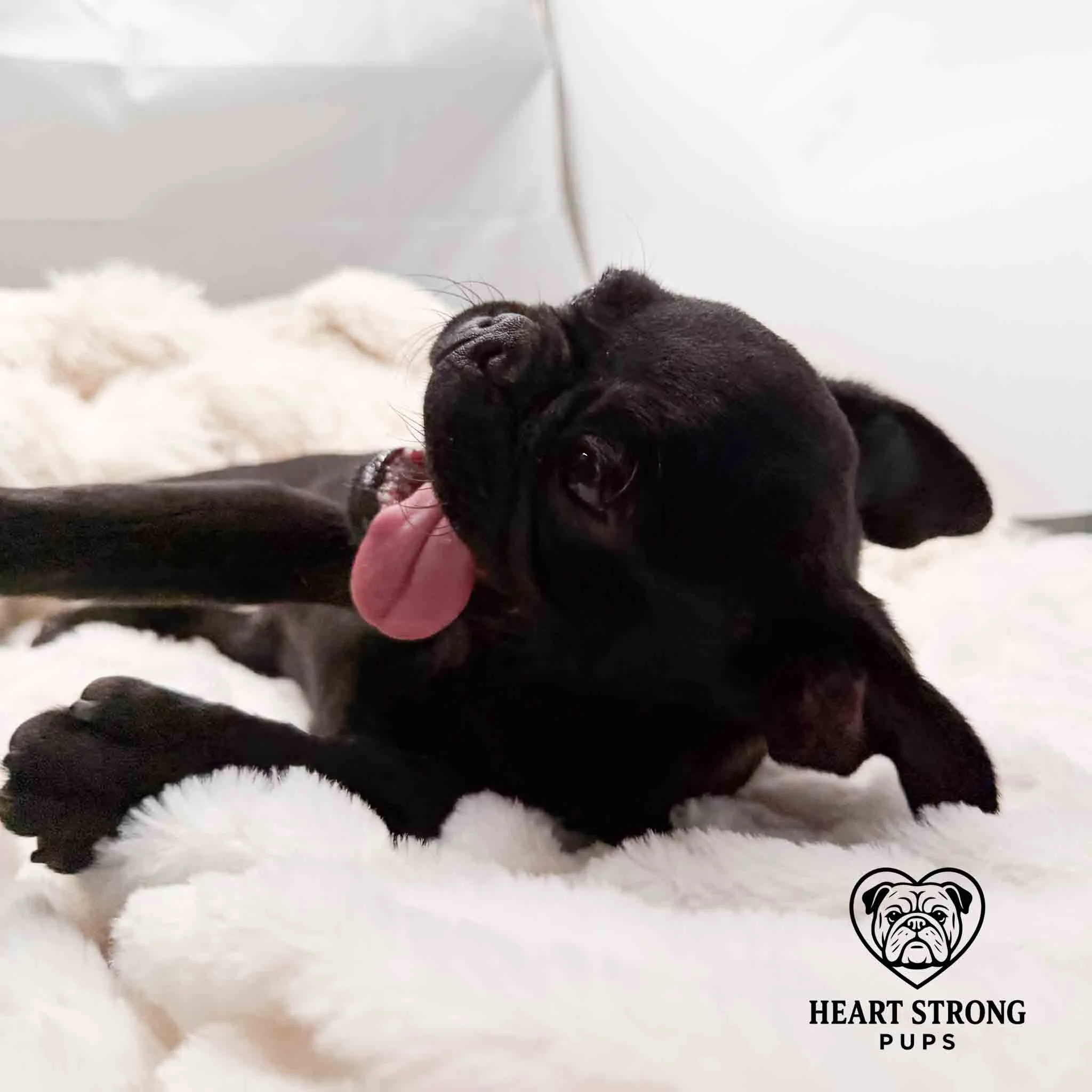 Pug pup is like ahh just let me lay here in peace