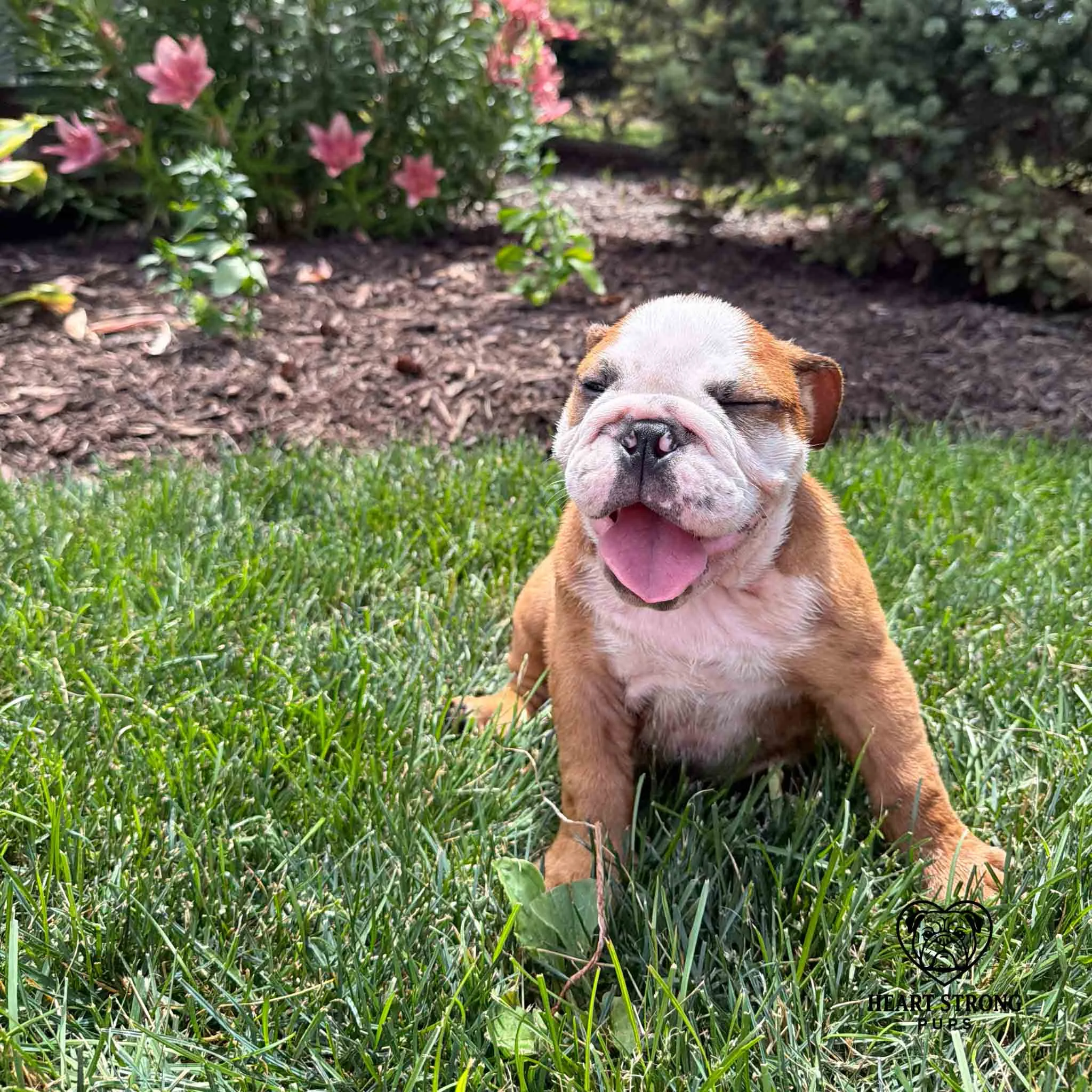 Shirley the English Bulldog squinting eyes because that sun is bright