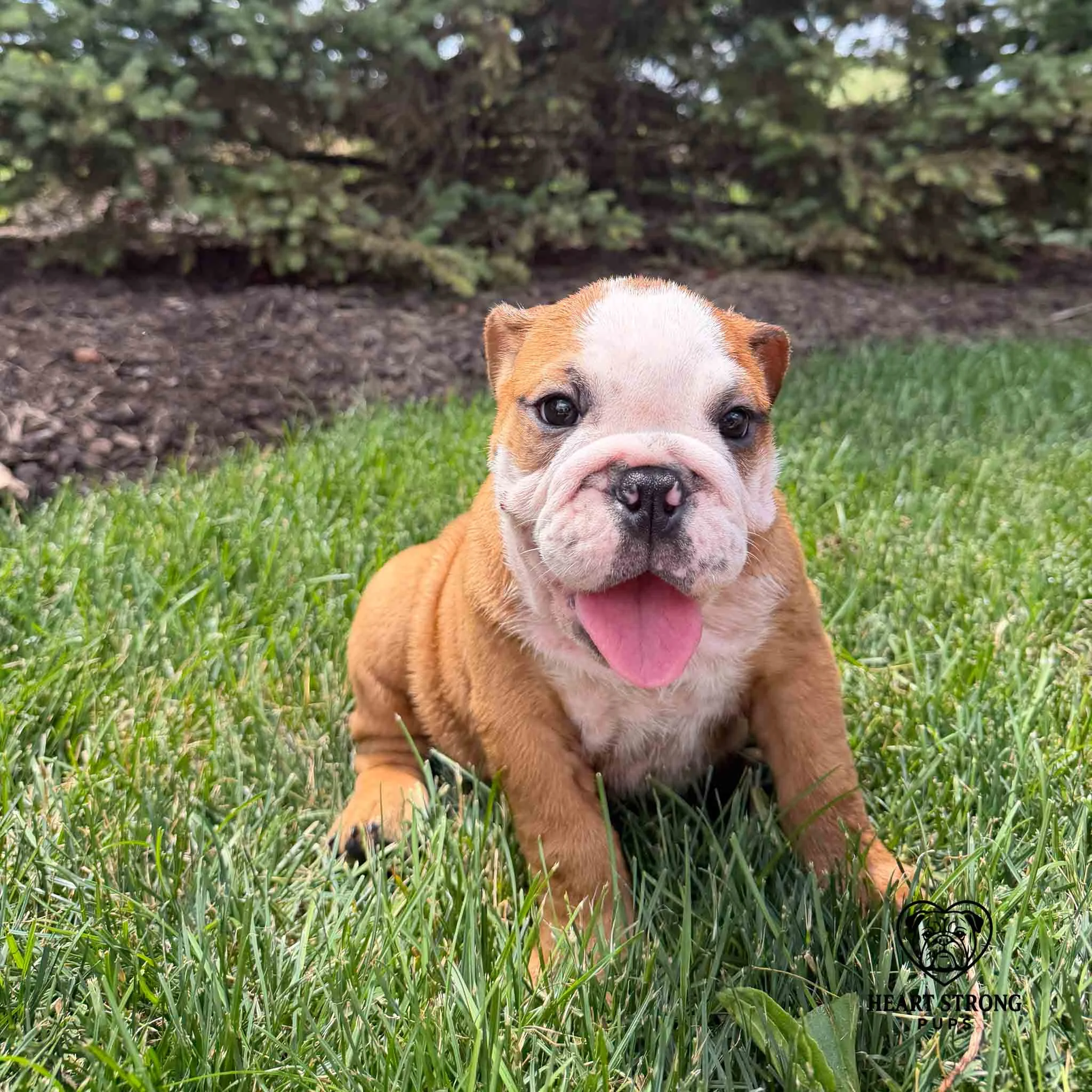 Shirley the English Bulldog sitting in grass with her cute red tongue hanging out.