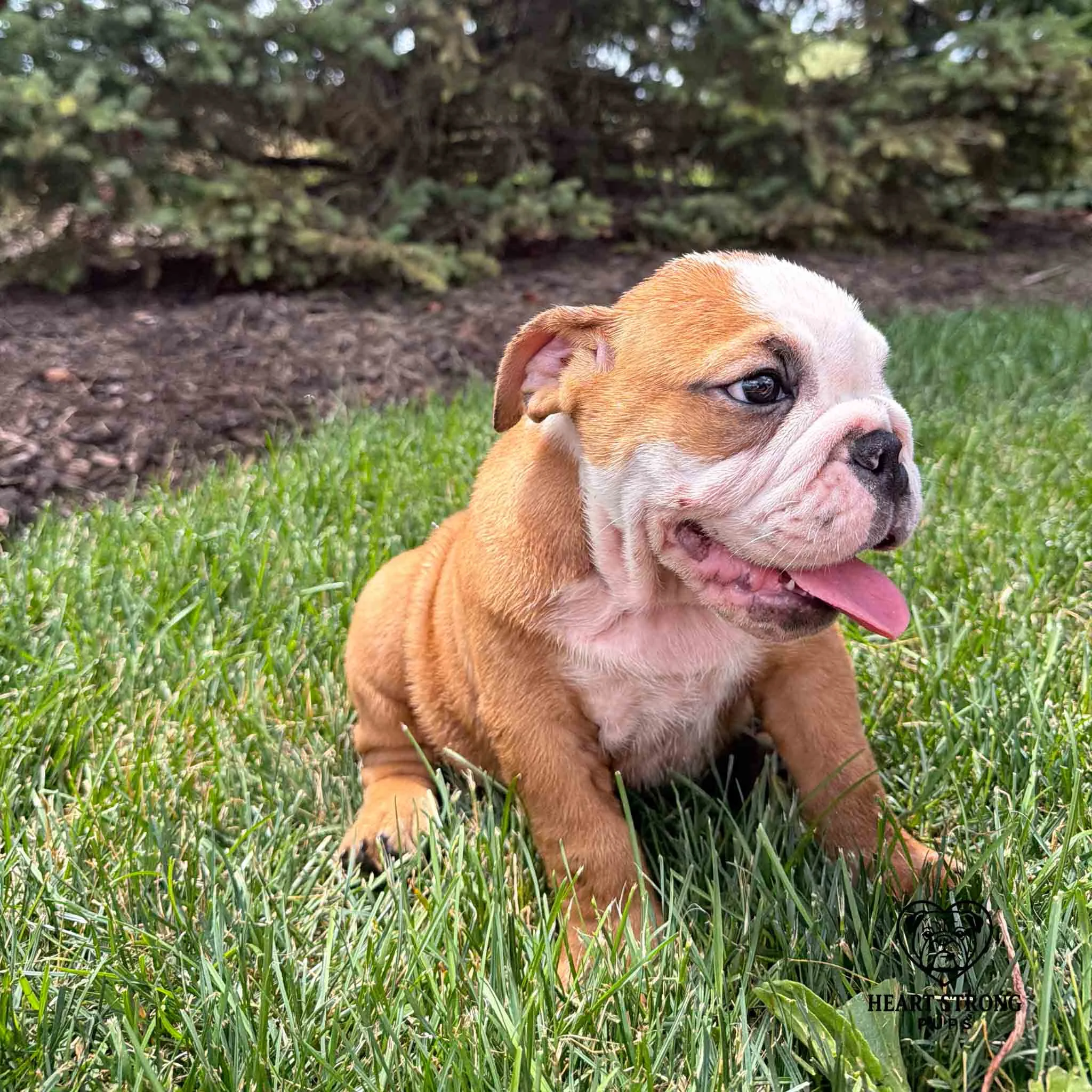 English Bulldog puppy sitting in green grass.