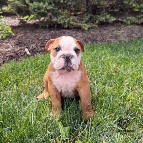 Shirley the English Bulldog puppy giving the perfect pose.