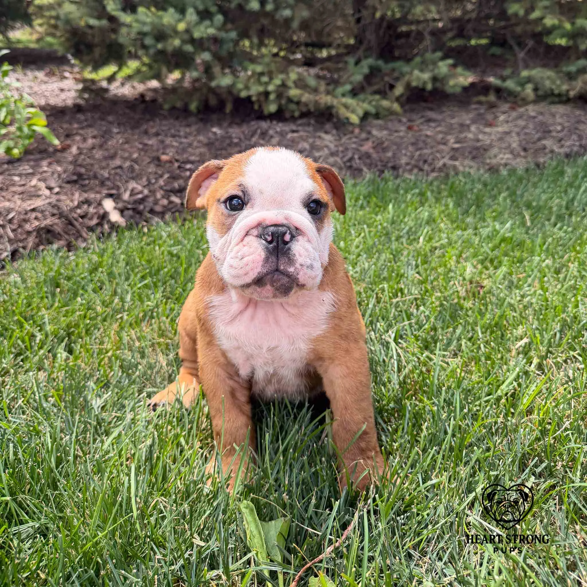 Shirley the English Bulldog puppy giving the perfect pose.