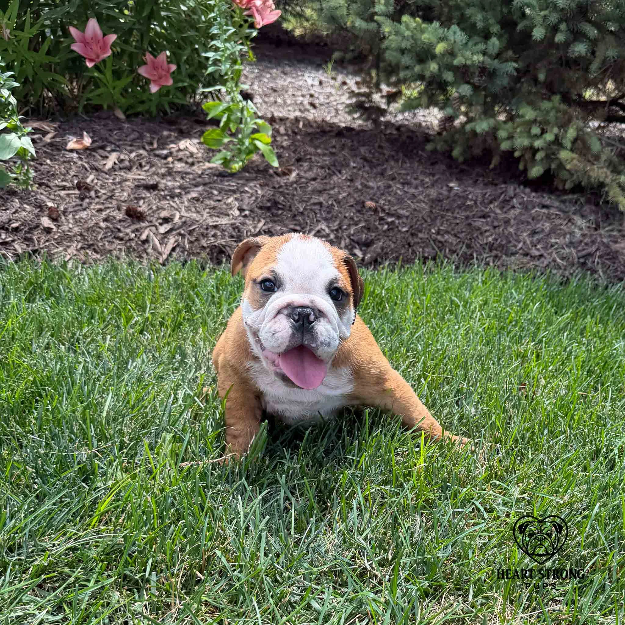 English Bulldog puppy sitting in grass with flowers in background