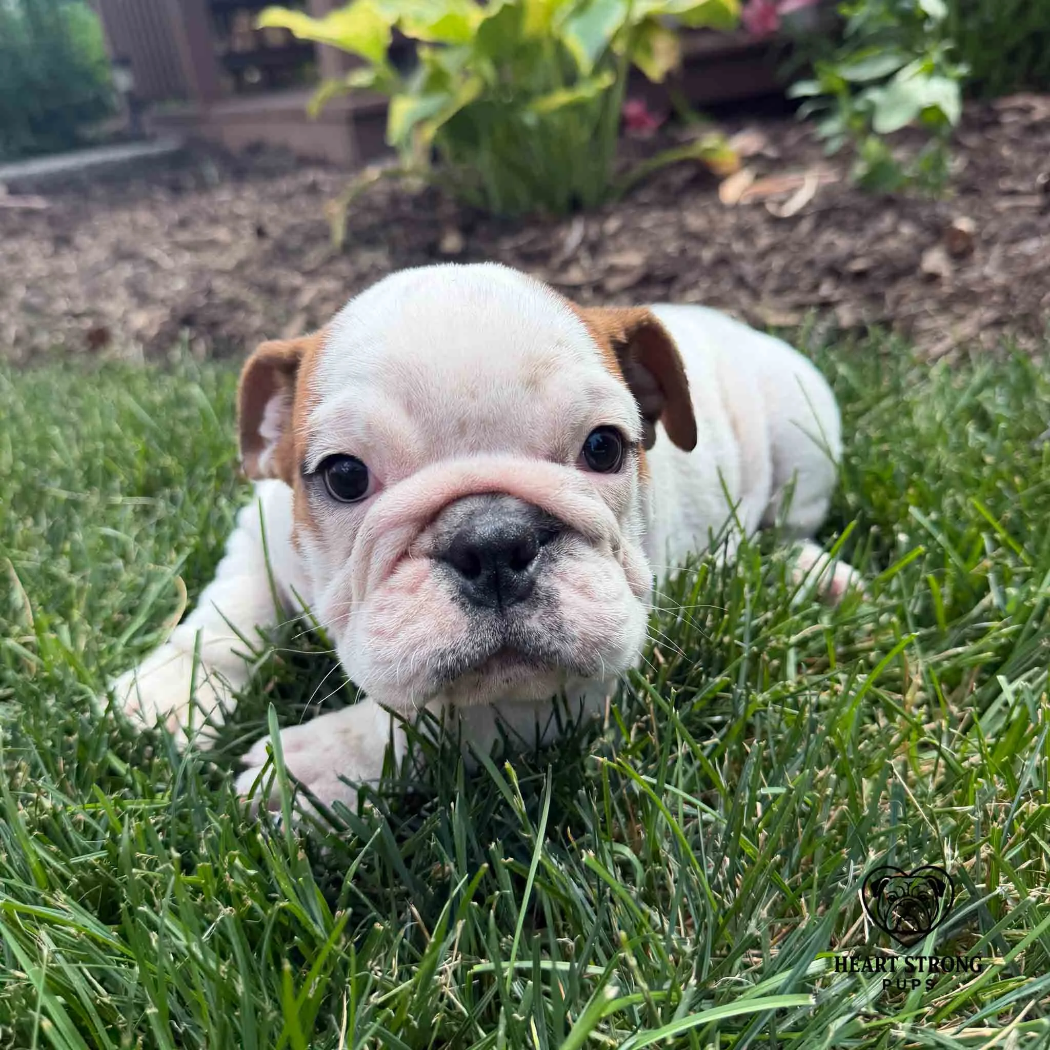 White puppy with tan on ears. English Bulldog puppy. Wrinkle on her nose