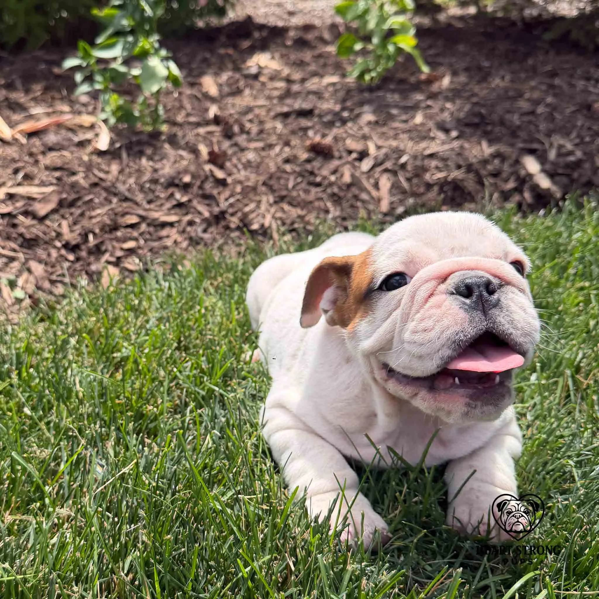 Mostly White English Bulldog puppy laying in the grass on a sunny day.