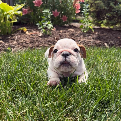 English Bulldog puppy laying in grass with flowers in background.