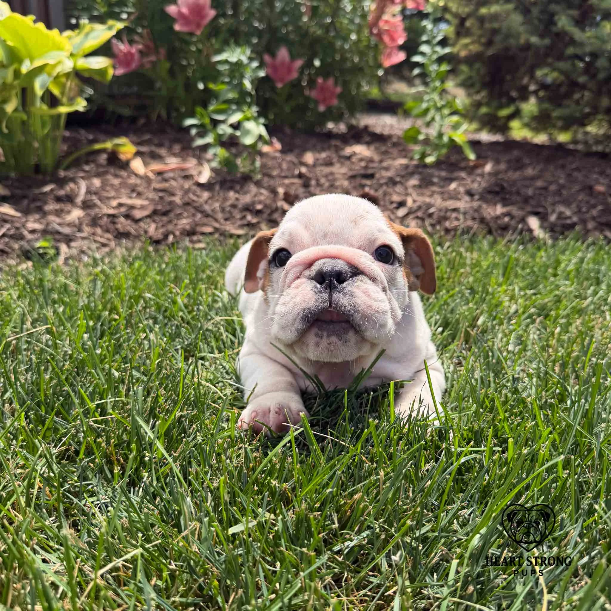 English Bulldog puppy laying in grass with flowers in background.