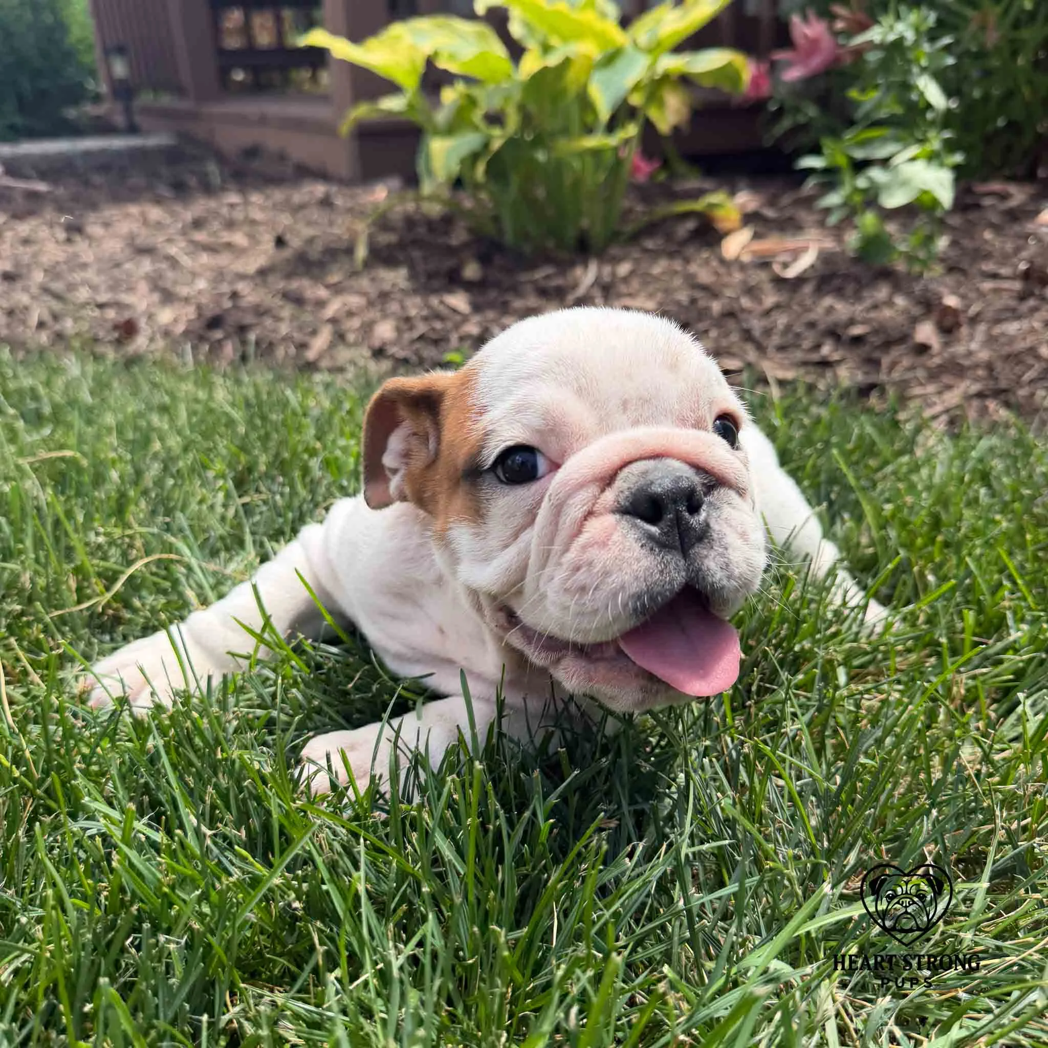 Goodness the English Bulldog with red tongue sticking out. English Bulldog puppies known for low energy.
