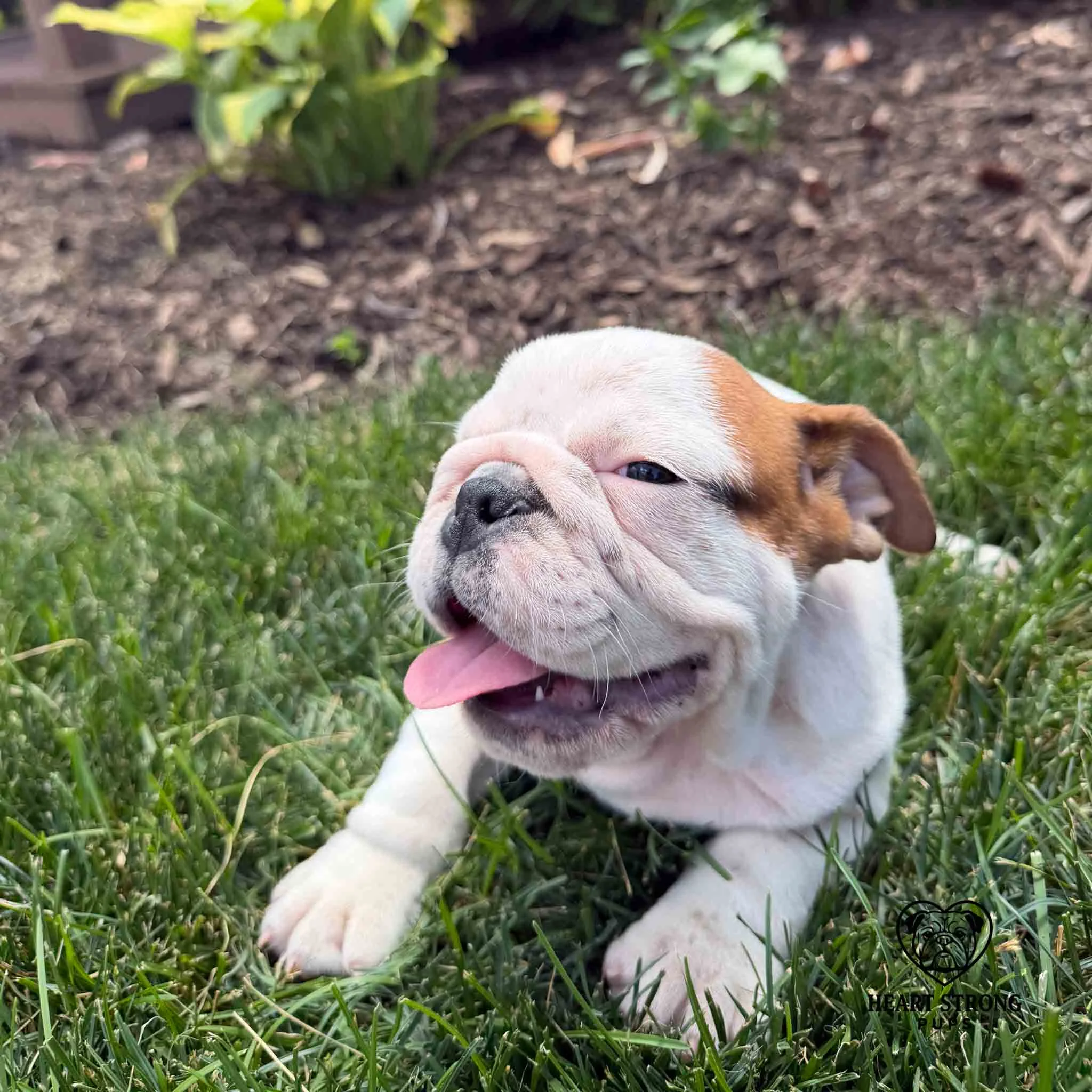 Goodness the English Bulldog giving the stink eye. She is ready to be done with photos.