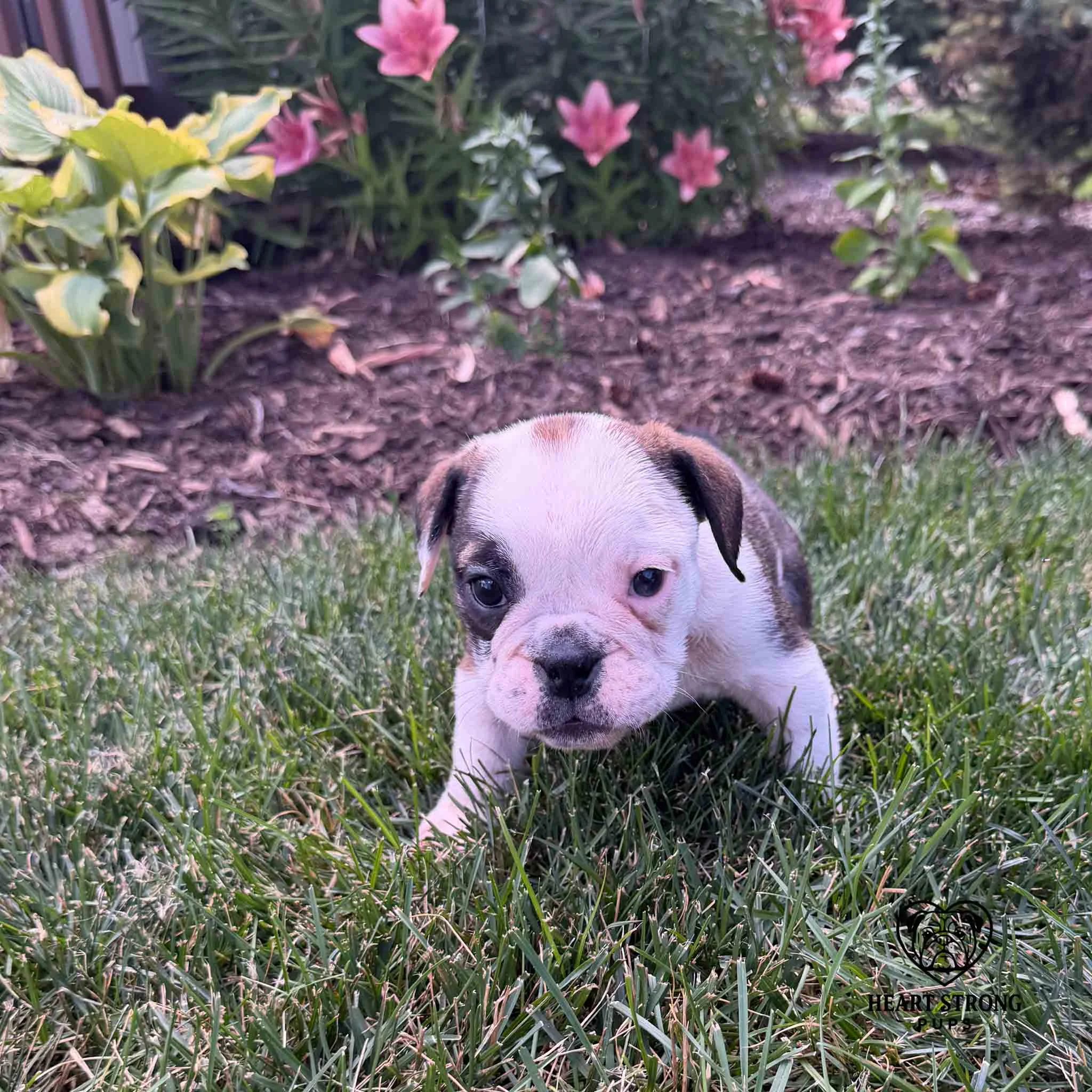 Mercy the English Bulldog with a cure eye patch color