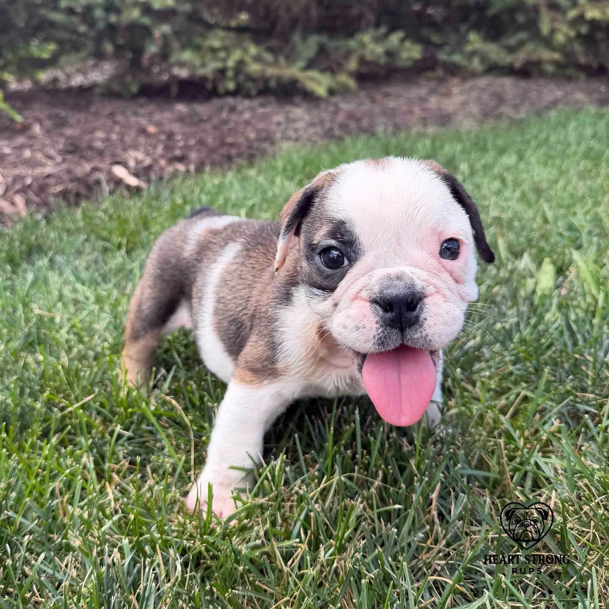 Mercy the English Bulldog puppy with her tongue sticking out. Ready to play.