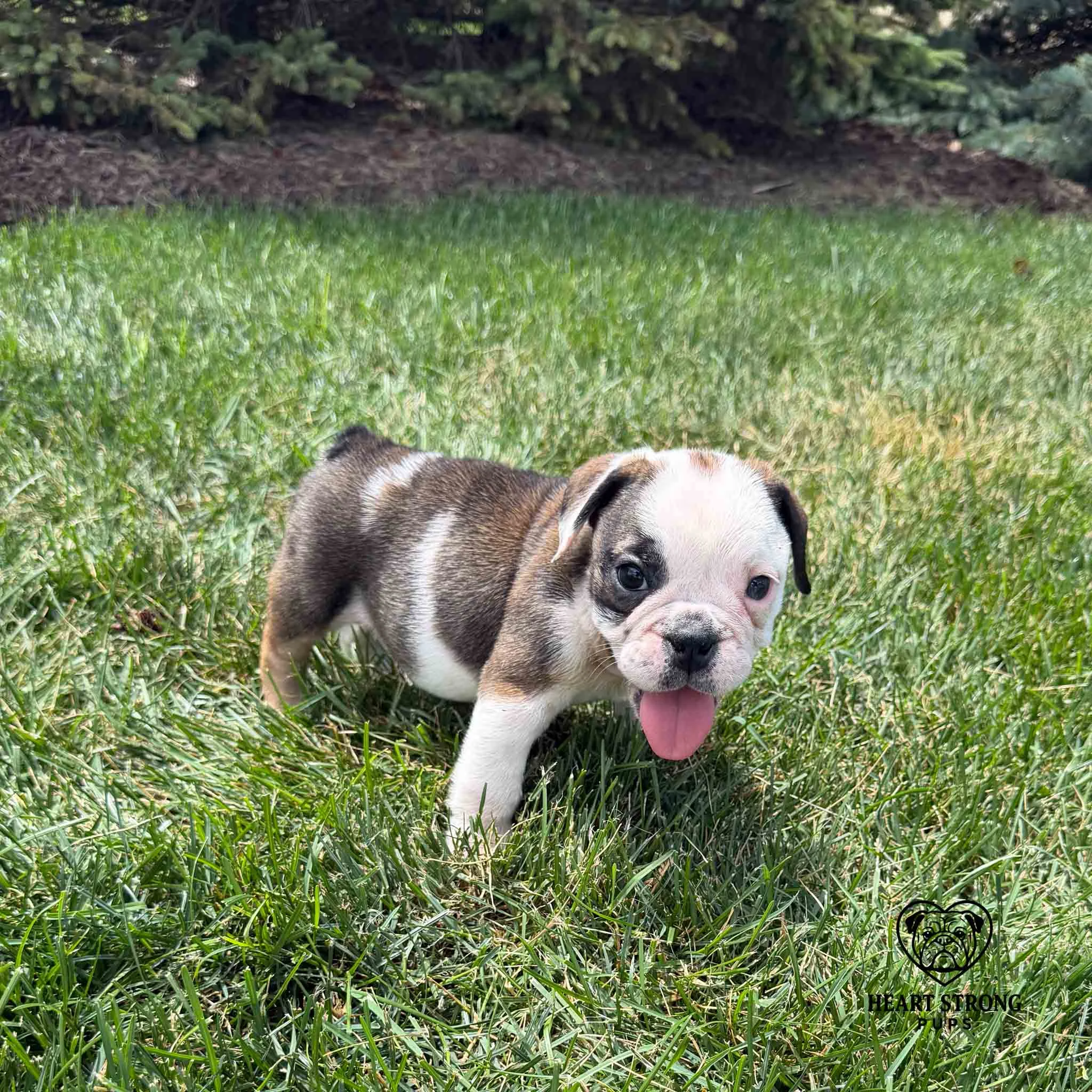 Beautiful English Bulldog puppy Mercy in the green grass.
