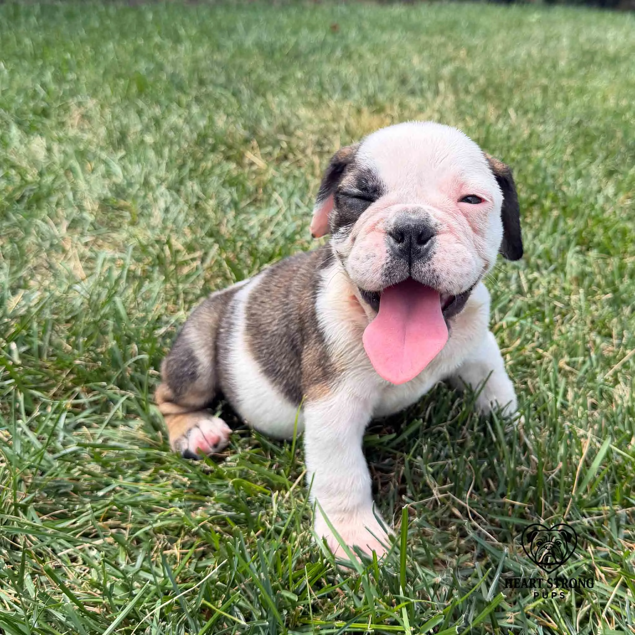 Suns bright so I'lll just close my one eye. Sweet English Bulldog puppy sitting in grass.