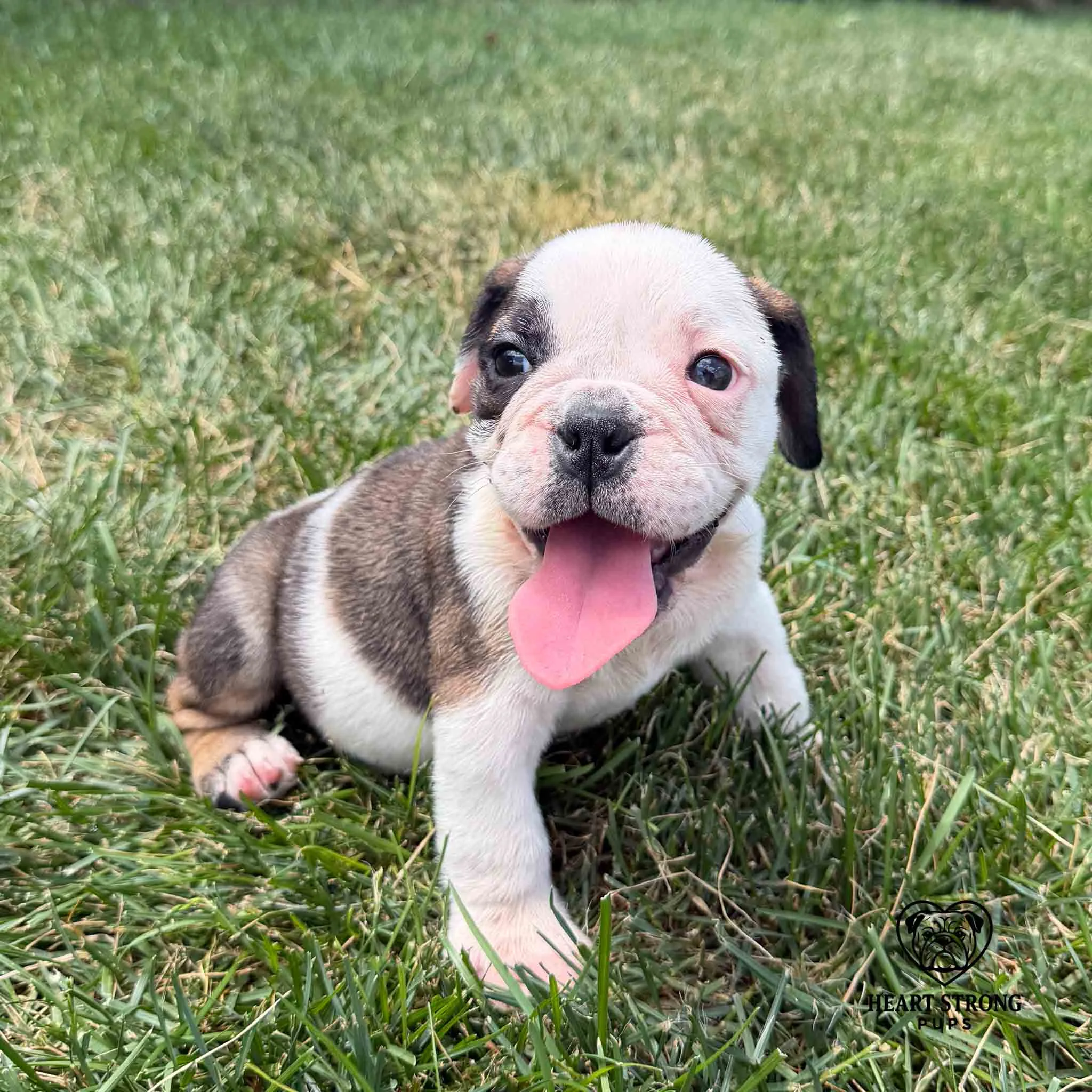 Picture perfect pose for Mercy the English Bulldog puppy sitting in the grass