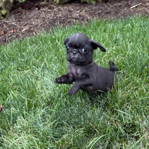 Pug puppy hopping through the grass, tail curled up and giving the look of I am out of here.