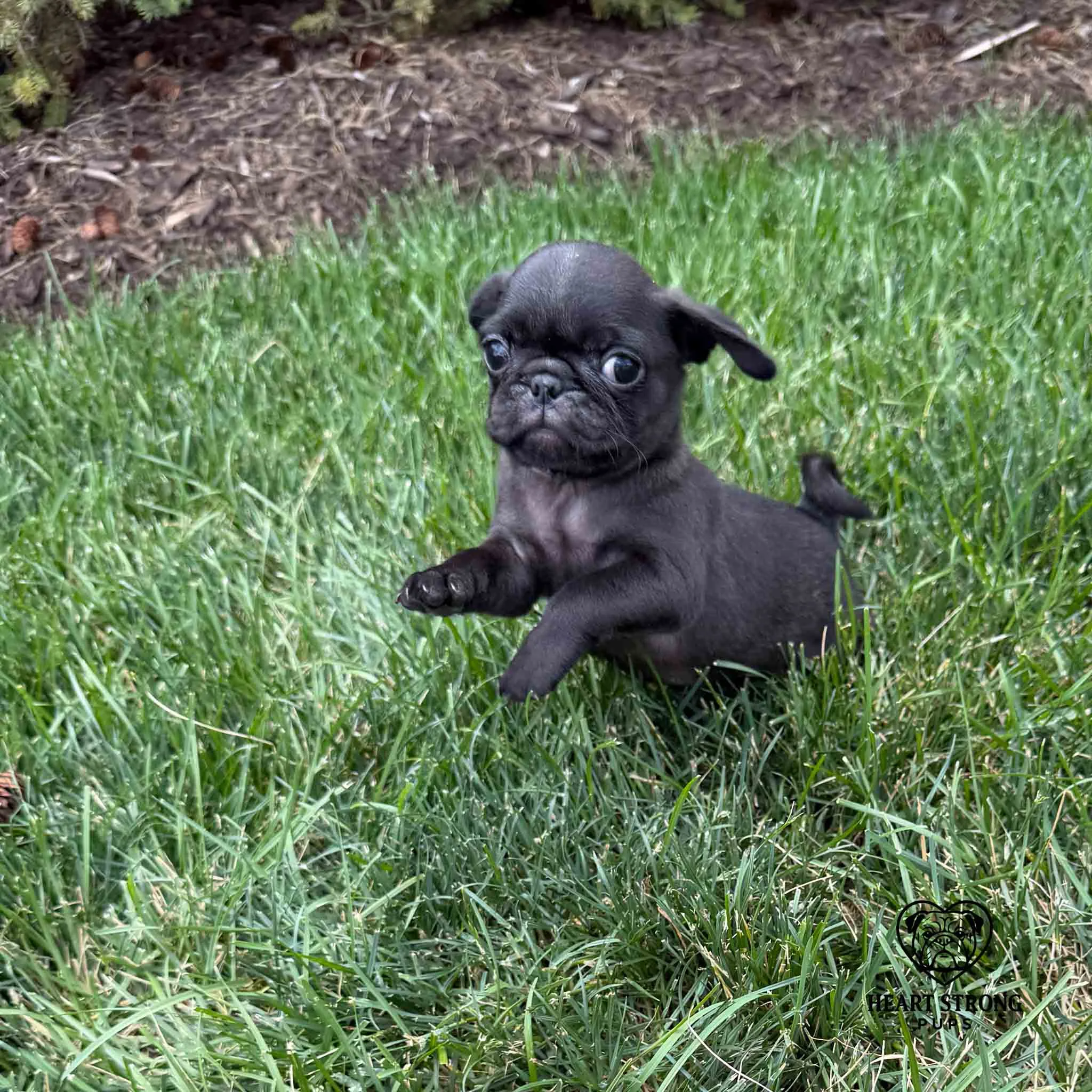 Pug puppy hopping through the grass, tail curled up and giving the look of I am out of here.