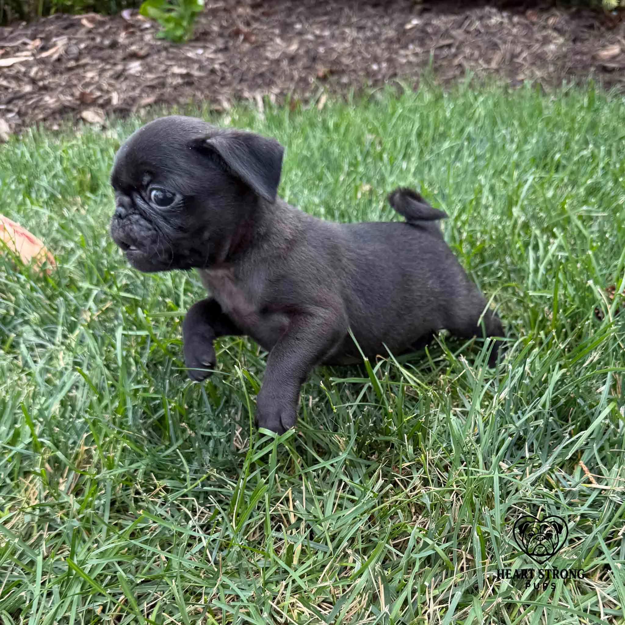Pug puppy making a run with his cute curly tail