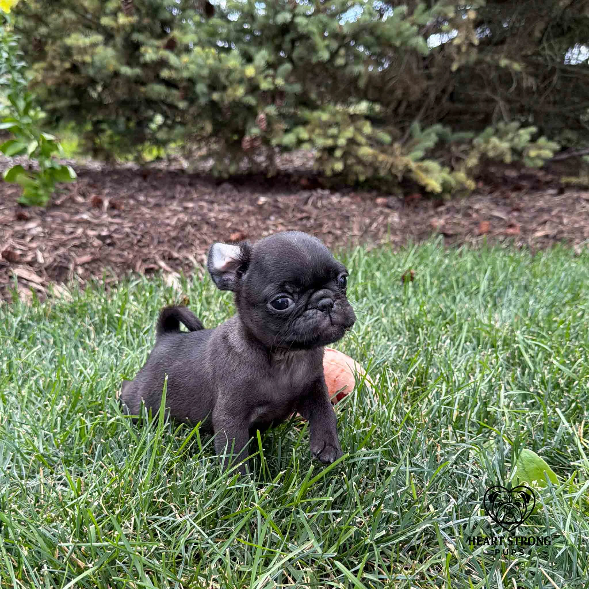Black Pug puppy giving the the look of how dare you, with tail curled up and one ear flipped back