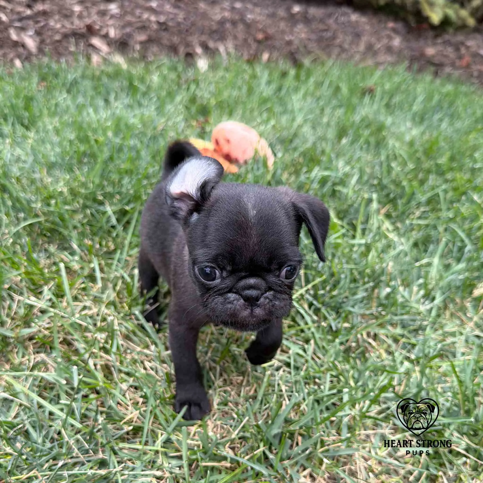 Pug puppy running in the yard with one ear flipped back.