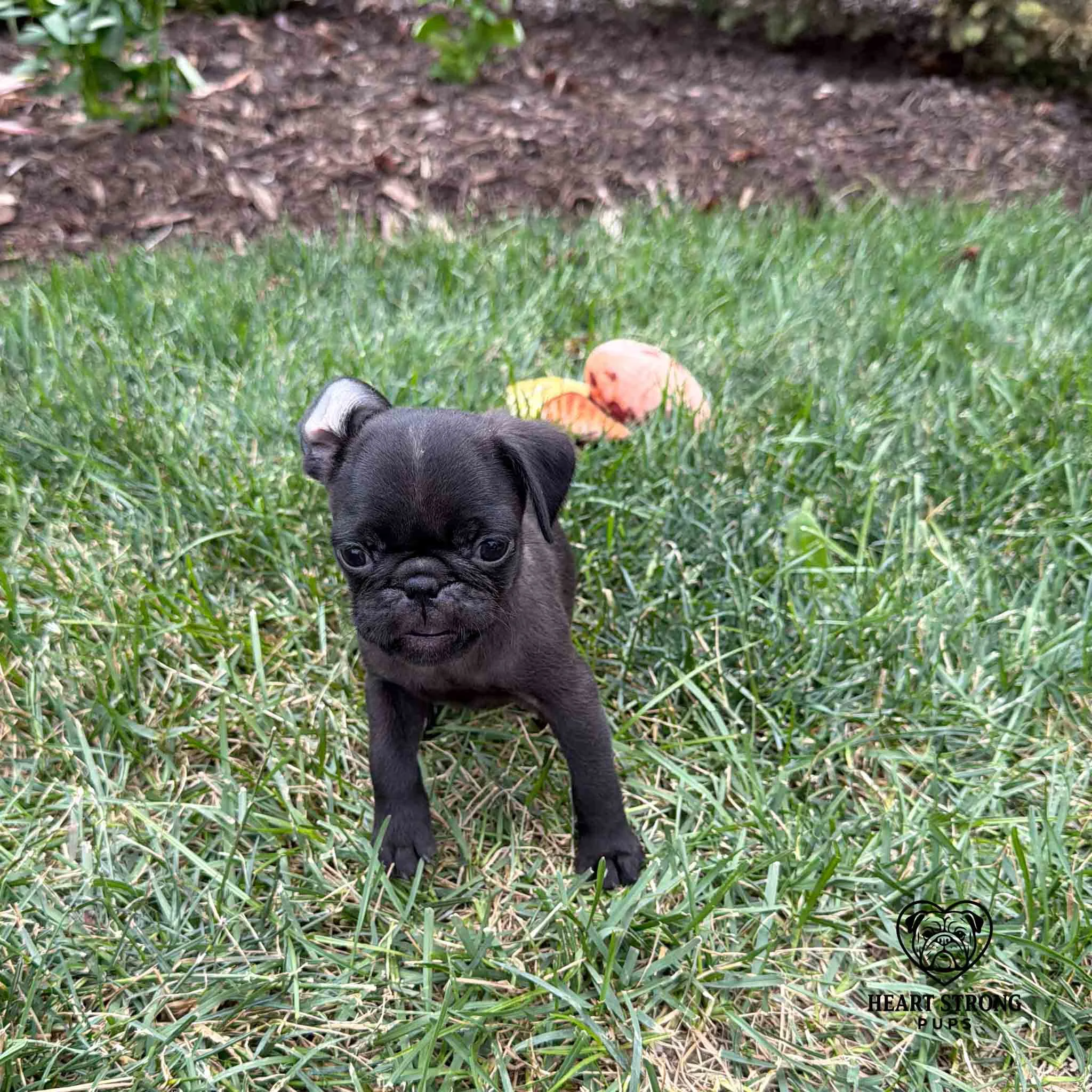 Black Pug puppy sitting in grass with toy behind him