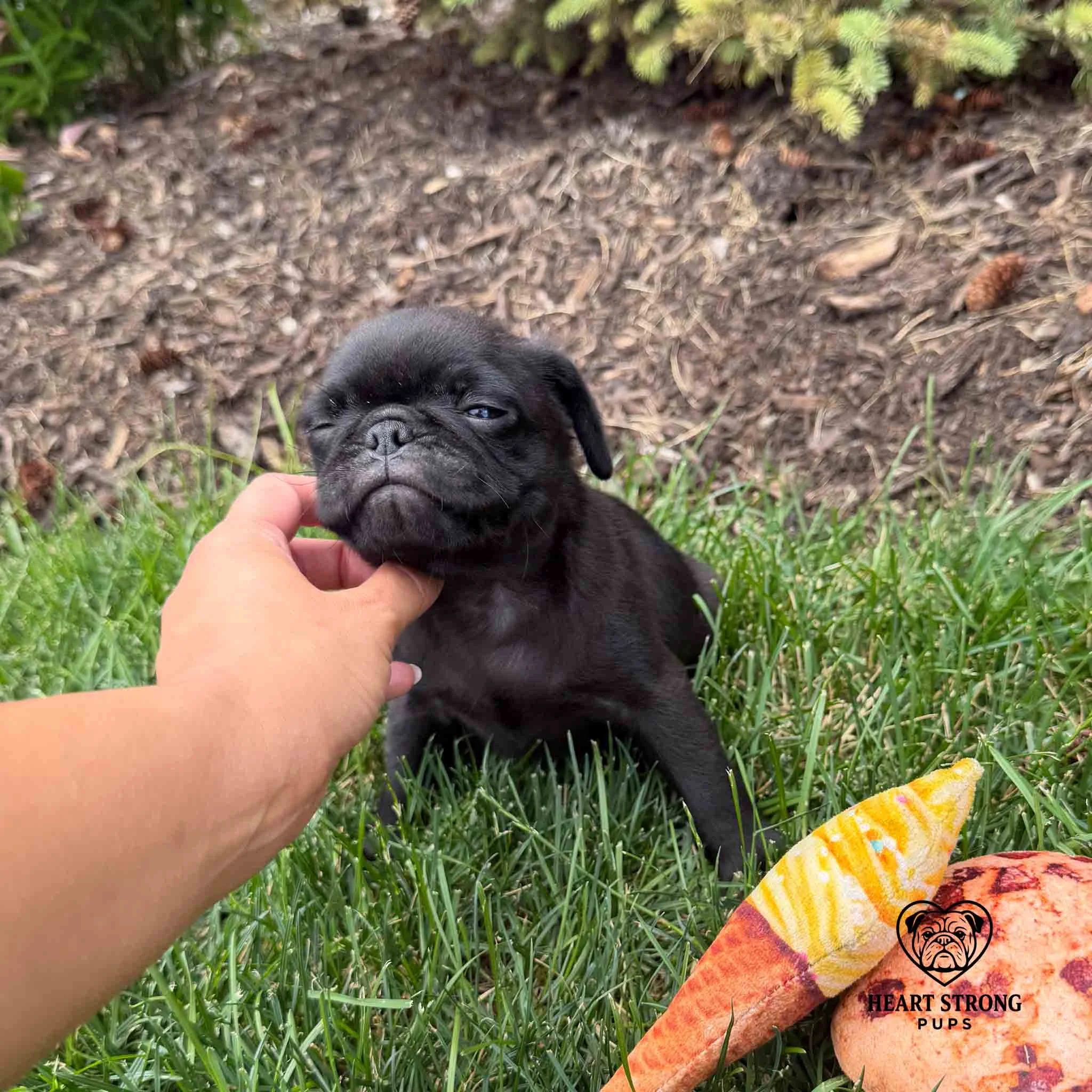 that face scratch just hit the right spot for the Pug puppy